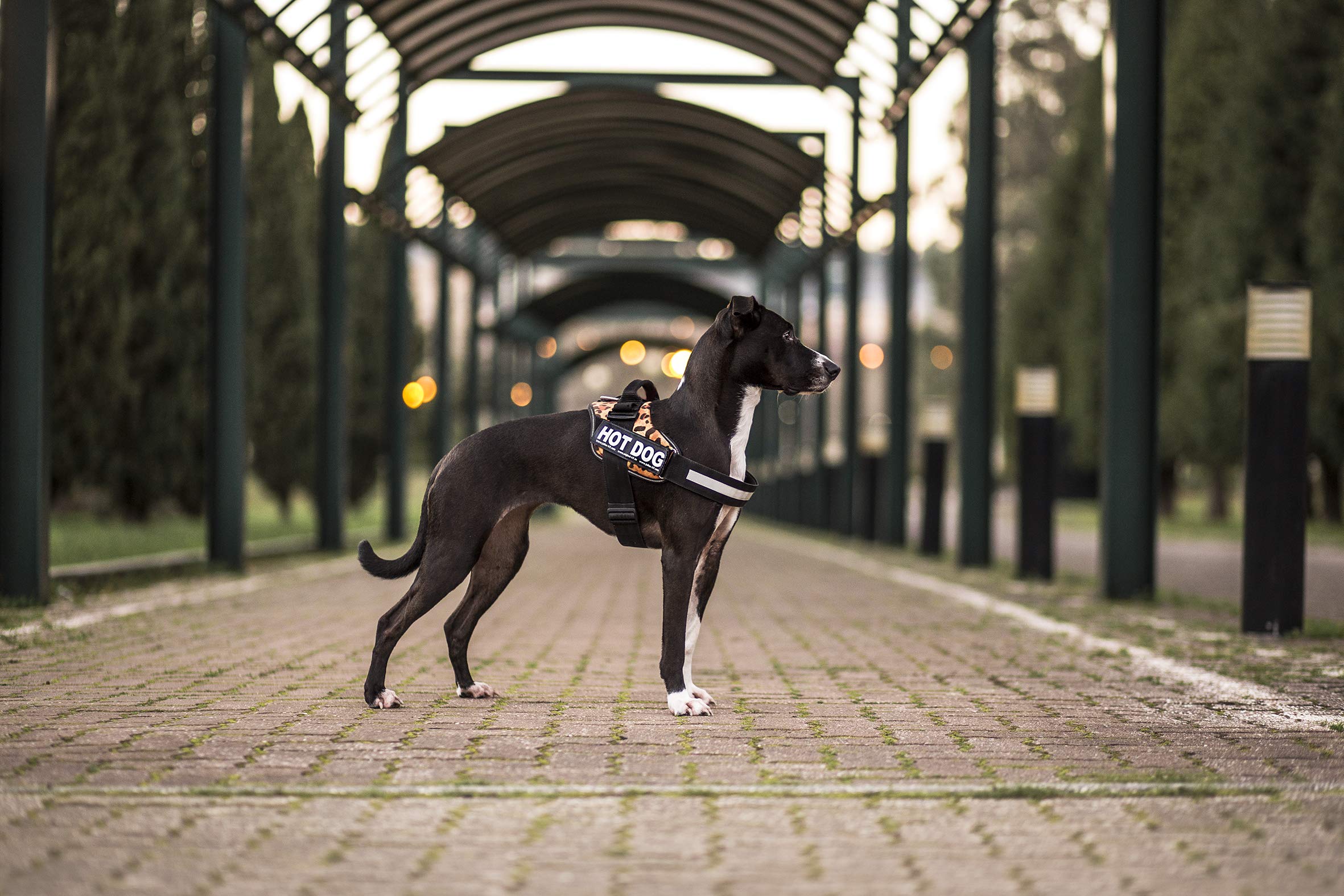 JULIUS-K9 JULIUS-K9 IDC Harness, 0/M-L, 58-76cm/40mm, Camouflage, Dog