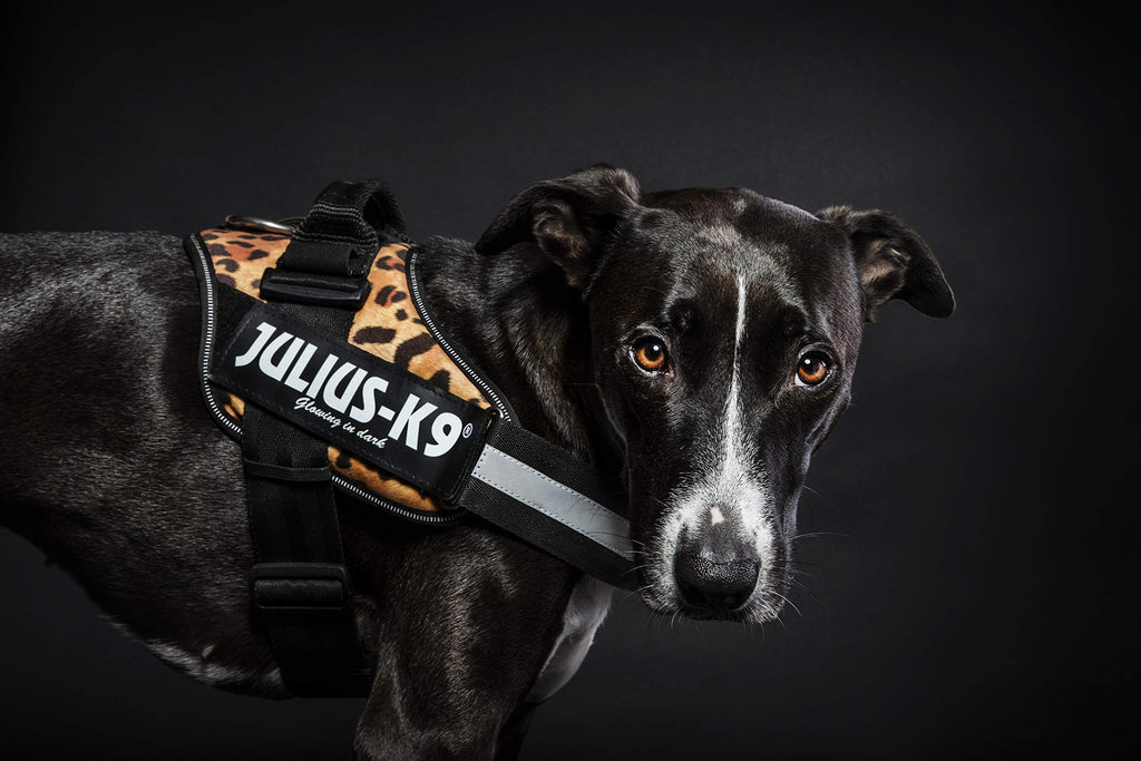 JULIUS-K9 JULIUS-K9 IDC Harness, 0/M-L, 58-76cm/40mm, Camouflage, Dog